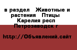  в раздел : Животные и растения » Птицы . Карелия респ.,Петрозаводск г.